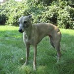 1200px-Whippet_dog_-_front