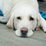 Dog Labrador Canine Lab Animal Pet Cute