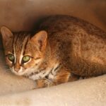 1024px-Rusty_spotted_cat_1