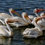 aerial-view-of-american-white-pelican-725×483