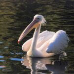 great-white-pelican-346957_1280