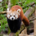 red-panda-1182069_1280