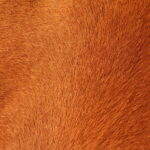 textured pelt of a brown horse