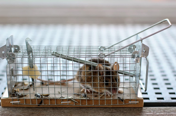 Mechanická past pro hlodavce.